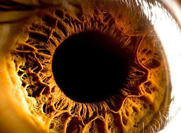 Abstract amber iris close-up