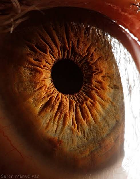 Copper iris macro